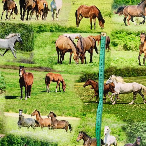 Dekorációs anyag Horses in Meadow digital print